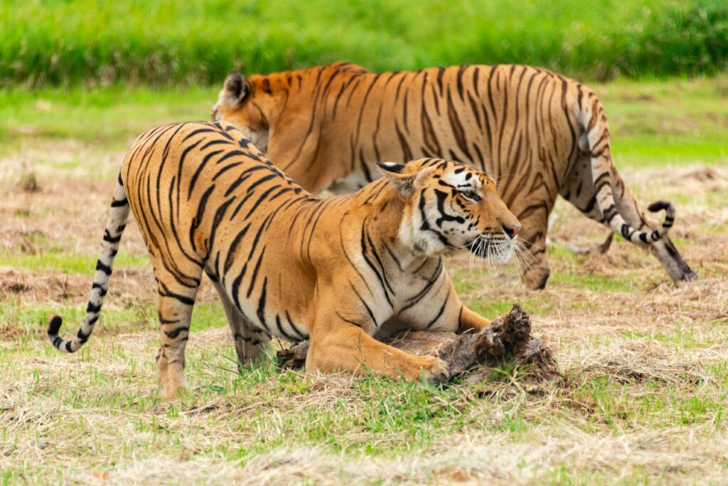 tigers