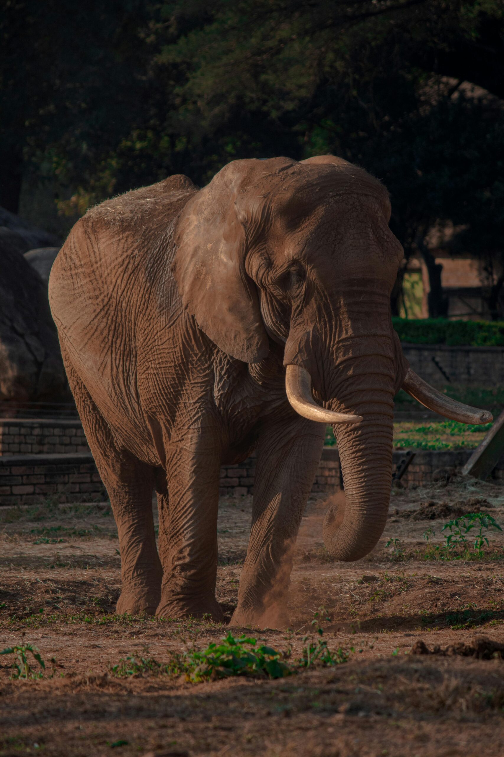 elephant