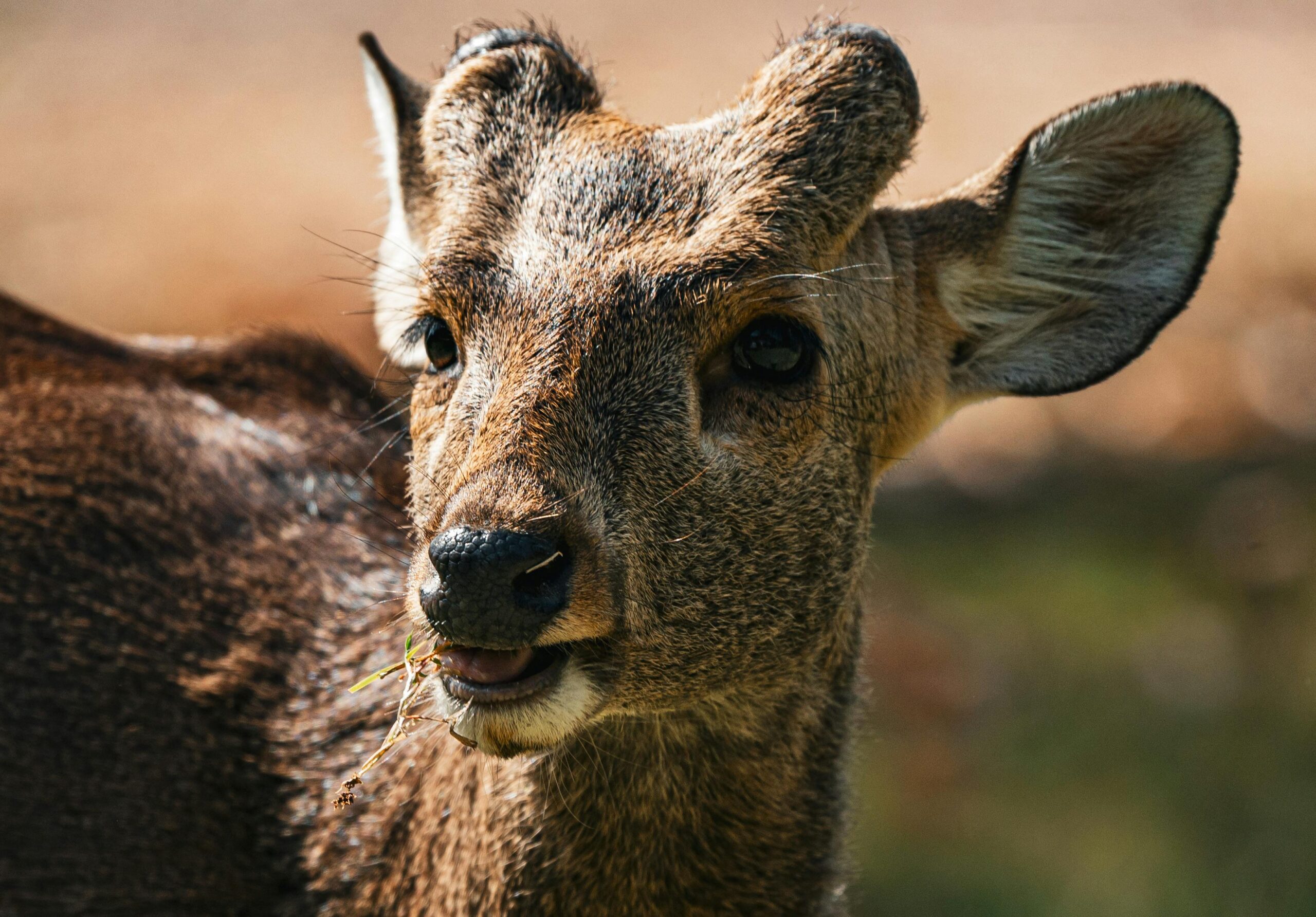 kangaroo